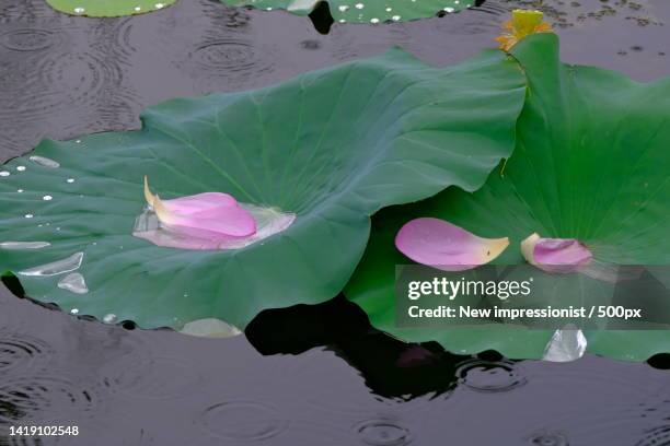 high angle view of lotus water lily in lake,china - lotus petal stock pictures, royalty-free photos & images