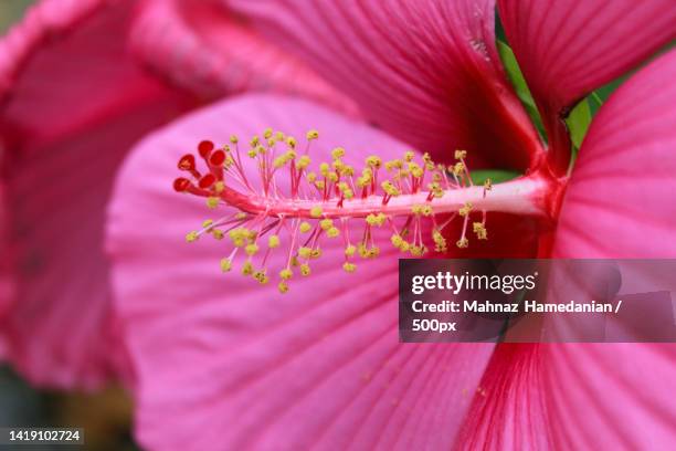 close-up of pink hibiscus flower - hibiscus stock pictures, royalty-free photos & images