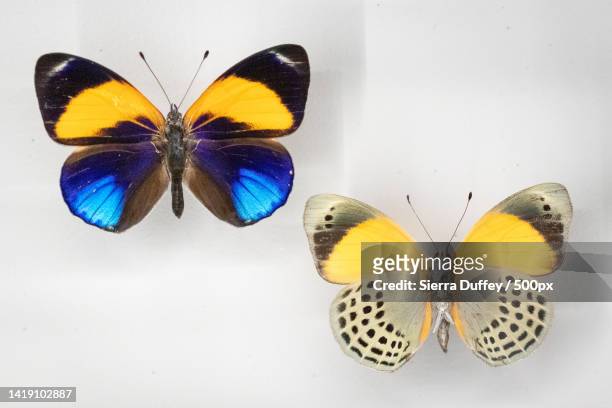 two colourful butterflies on a white background - butterfly white background stockfoto's en -beelden