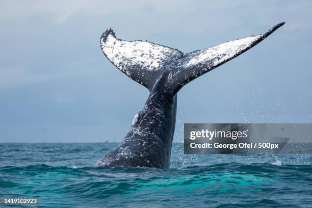 close-up of dolphin swimming in sea against clear sky - tail fin ストックフォトと画像