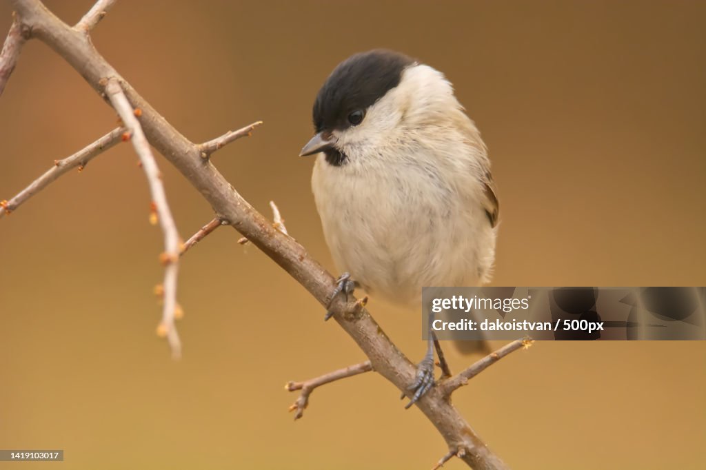 Close-up of songtitmouse perching on branch