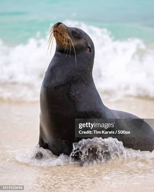 close-up of seal at beach,ecuador - zalophus californianus imagens e fotografias de stock