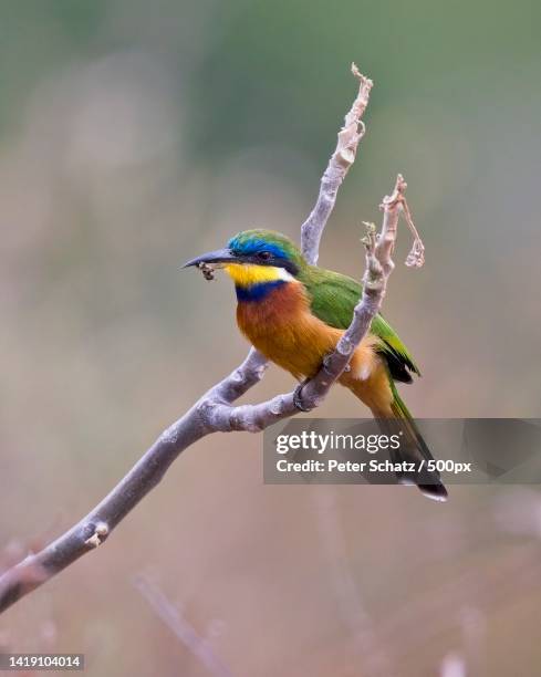 close-up of bee perching on branch - schats stock pictures, royalty-free photos & images