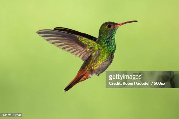 close-up of hummingtropical bird flying outdoors,tandayapa,ecuador - braunschwanzamazilie stock-fotos und bilder