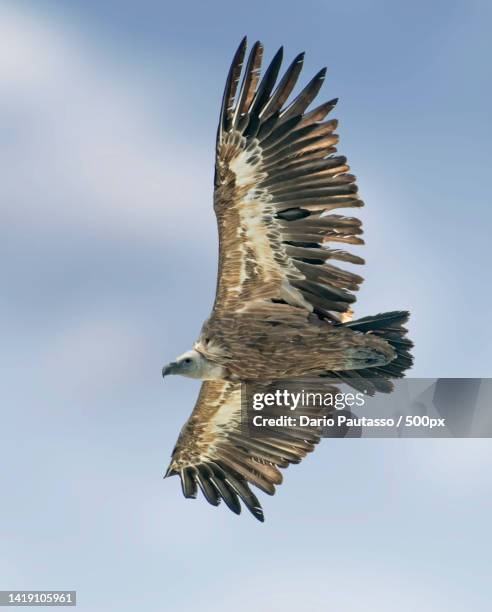 mors tua vita mea - gyps fulvus,parco naturale del monviso,crissolo,cuneo,italy - flyingconi stock pictures, royalty-free photos & images