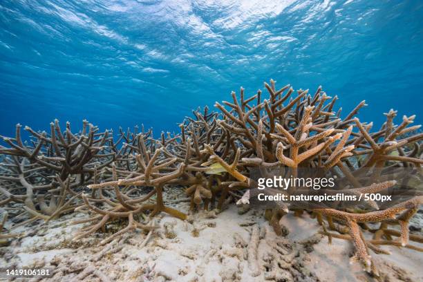 seascape with various fish,coral,and sponge in the coral reef of the caribbean sea,curacao - staghorn coral stock pictures, royalty-free photos & images