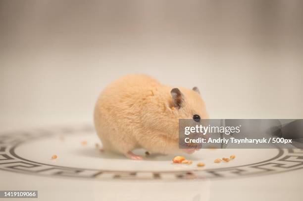 a hamster on a white background greedily stuffs food behind its cheeks - cheek pouch stockfoto's en -beelden