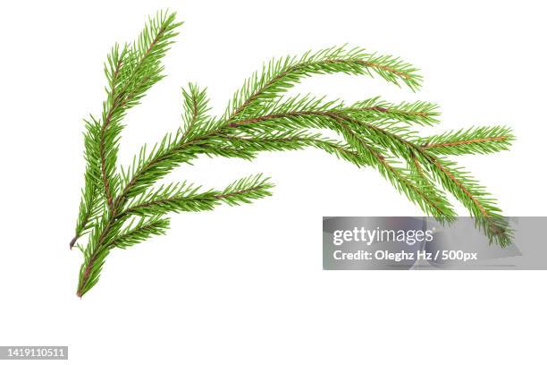 close-up of rosemary against white background - tannenzweig stock-fotos und bilder