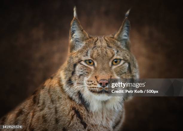 close-up portrait of tiger - lynx stock pictures, royalty-free photos & images