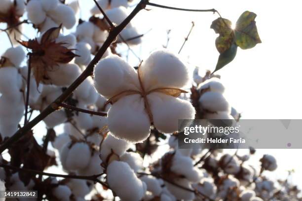 super close-up of open cotton flower with backlit - boll stock pictures, royalty-free photos & images