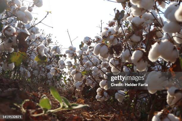 soil level view about cotton plantation row - organic cotton stock pictures, royalty-free photos & images