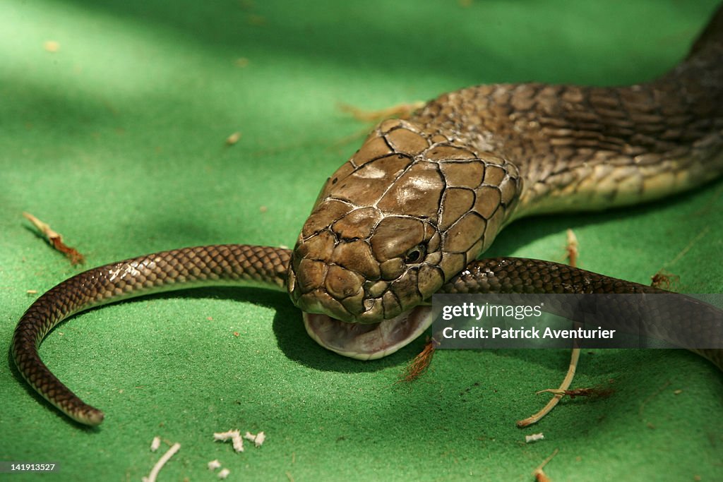 Village of the Royal Cobra