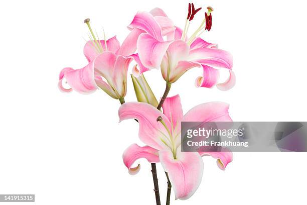 pink lily - lelie stockfoto's en -beelden