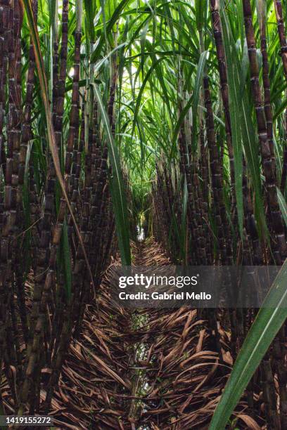 sugarcane plantation in kampot - sugar cane stock pictures, royalty-free photos & images