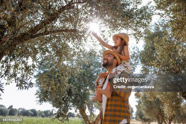 vater mit kleiner tochter, die im freien am olivenbaum spazieren geht - olive stock-fotos und bilder