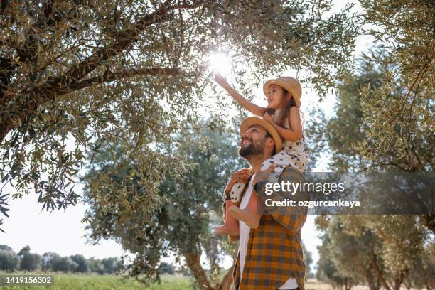 padre con hija pequeña caminando al aire libre junto al olivo - olivo fotografías e imágenes de stock