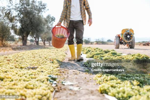 young man harvesting grapes at his vineyard in an evening sunset. - raisin stock pictures, royalty-free photos & images