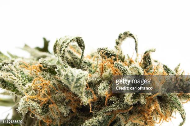 macro cannabis flower on white background - cannabis droge stockfoto's en -beelden