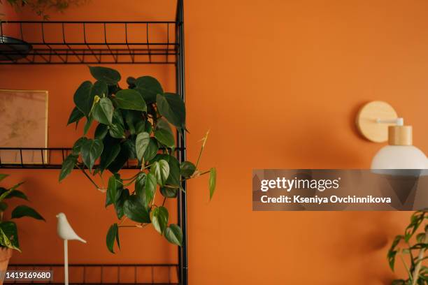 cactus with houseplants in room. home decor and tree lover concept - bedroom wall stockfoto's en -beelden