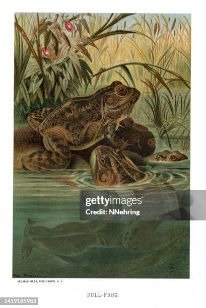 chromolithograph of bullfrogs, lithobates catesbeianus - bullfrog stock illustrations