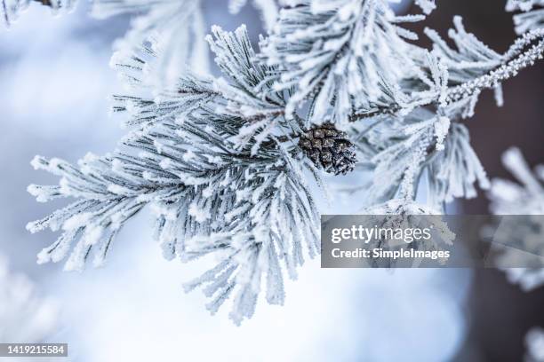 frozen conifer tree twig covered in ice frost caused by a severe winter. - blizzard stock pictures, royalty-free photos & images