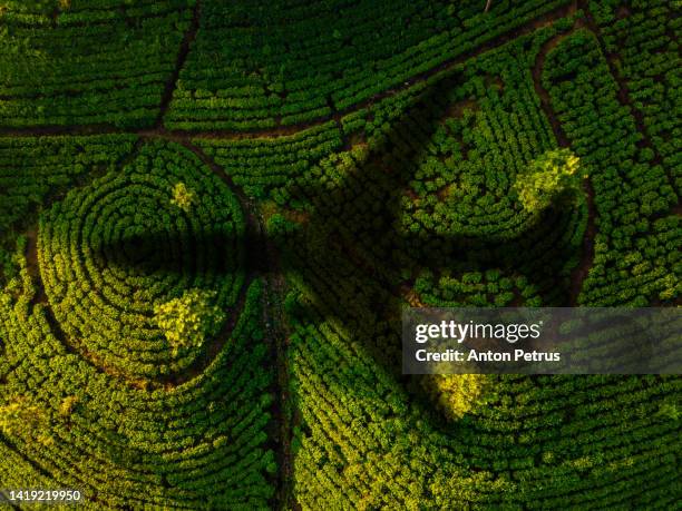 airplane silhouette over a tea plantations in munnar, kerala, india. aerial view - kerala forest stock pictures, royalty-free photos & images