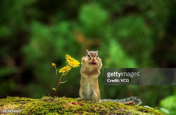 Close up of a chipmunk next to flowers at a park on August 19, 2022 in Daqing, Heilongjiang Province of China.