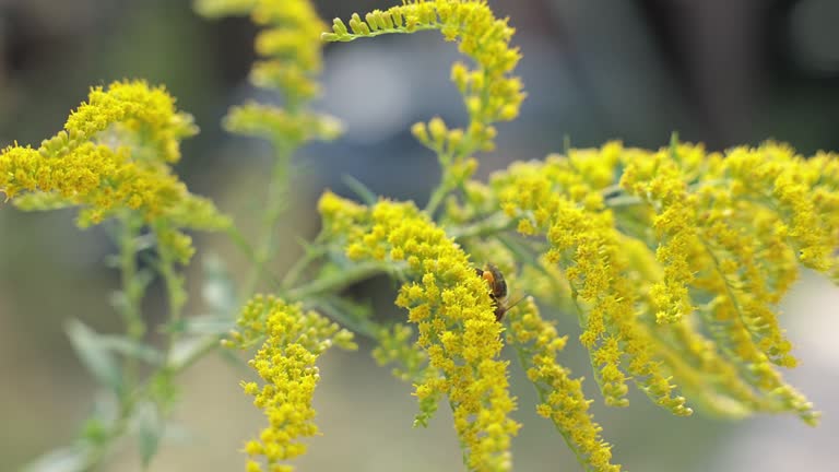 76点のブタクサのビデオクリップ 映像 Getty Images 76点のブタクサのビデオクリップ 映像 Getty Images
