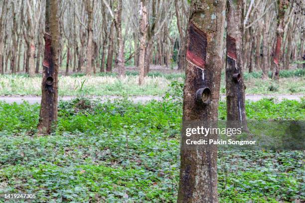 rubber trees in a plantation area in thailand. - rubber bowl 個照片及圖片檔