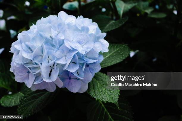 hydrangea - rainy season stock-fotos und bilder