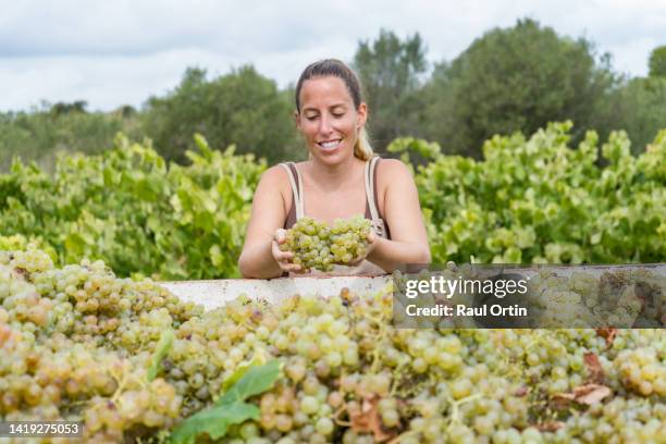 happy woman farmer checking fresh white grapes during harvest in vineyard - vendimia fotografías e imágenes de stock