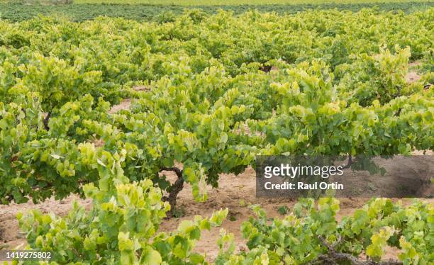 vineyard landscape view in summer.agriculture wine industry background.plantation field. - vendimia fotografías e imágenes de stock