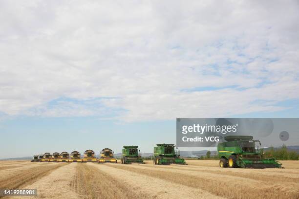 Combine harvesters collect wheat in the field on August 29, 2022 in Hulunbuir, Inner Mongolia Autonomous Region of China.