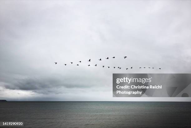 birds flying in a triangle above the ocean - vogelschwarm formation stock-fotos und bilder