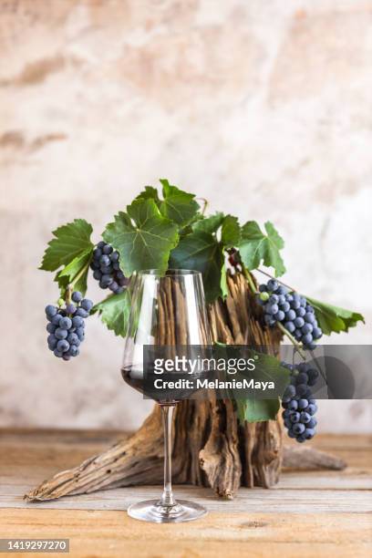 elegant red wine glass with ripe grapes and grapevine on wood - merlot grape stock pictures, royalty-free photos & images