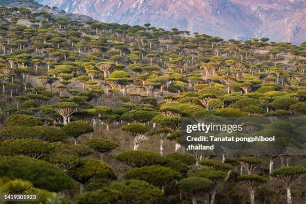 dragon tree on socotra island in yemen at night - dragon blood tree stock pictures, royalty-free photos & images