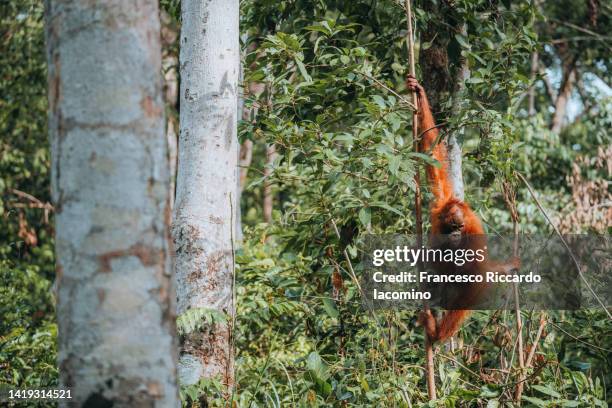 wild orangutan in the borneo forest. - island of borneo stock pictures, royalty-free photos & images