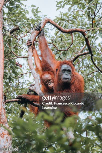 wild orangutan with baby in the borneo forest. - espécie ameaçada imagens e fotografias de stock