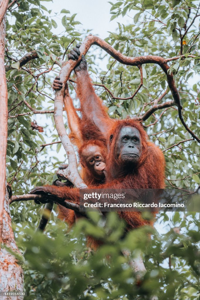 Wild Orangutan with baby in the Borneo forest.