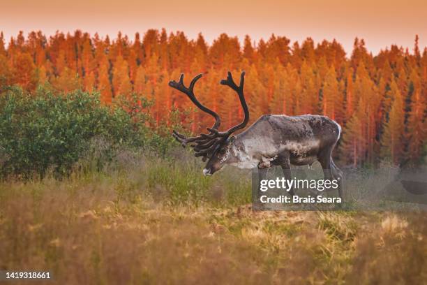 Caribou Triple R Rarch Caribou Ranch Open Space Park Photos and Premium High Res Pictures ...