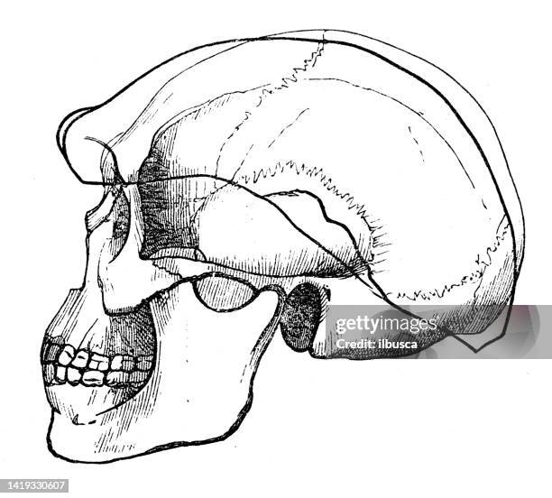 antique illustration, ethnography and indigenous cultures: western australia and neanderthal skull comparison - homo neanderthalensis stock illustrations