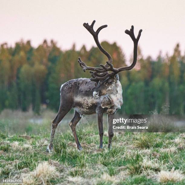 Caribou Triple R Rarch 11 Caribou Ranch Open Space Park Stock Photos, High-Res Pictures, and ...