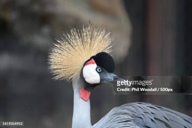 close-up of grey crowned crane,japan - grulla coronada fotografías e imágenes de stock