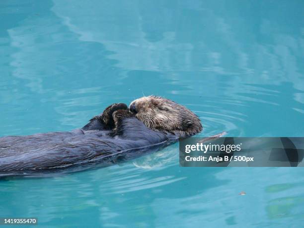 high angle view of seal swimming in sea - cute otter stock pictures, royalty-free photos & images