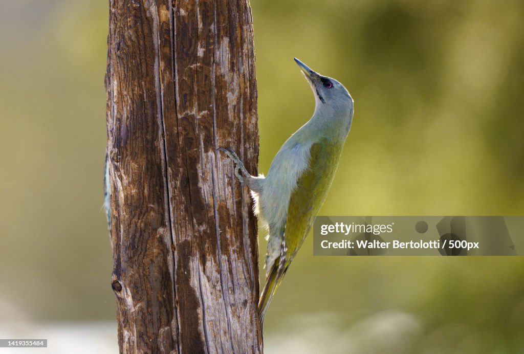 Close-up of woodpecker perching on tree trunk