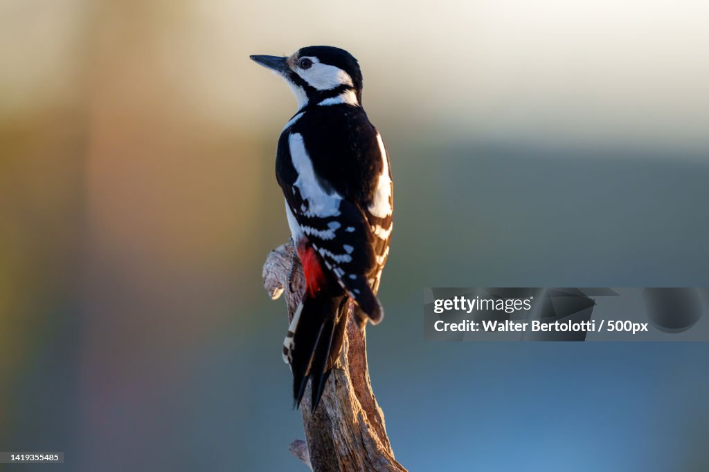 Close-up of woodpecker perching on branch