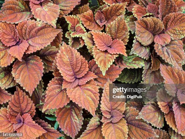 copper-orange coleus - coleus stock pictures, royalty-free photos & images