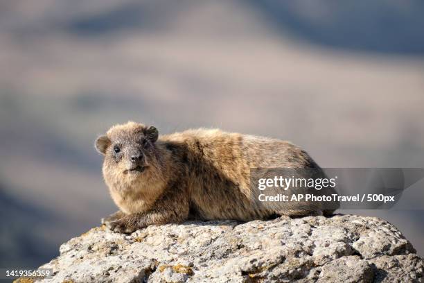 close-up of prairie dog on rock - rock hyrax stock pictures, royalty-free photos & images