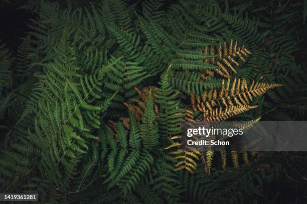 close-up of ferns in summer in low light - september background stock pictures, royalty-free photos & images