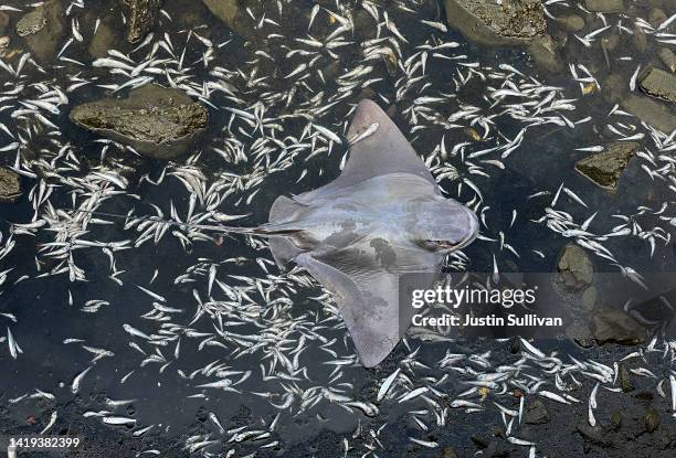 Hundreds of dead fish surround a dead bat ray as it floats in the waters of Lake Merritt, a tidal lagoon of the San Francisco Bay, on August 30, 2022...